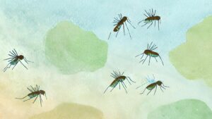 mosquitos, dengue cambio climatico