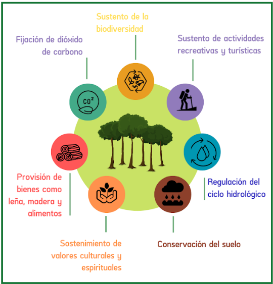 Servicios ecosistémicos que proveen los bosques